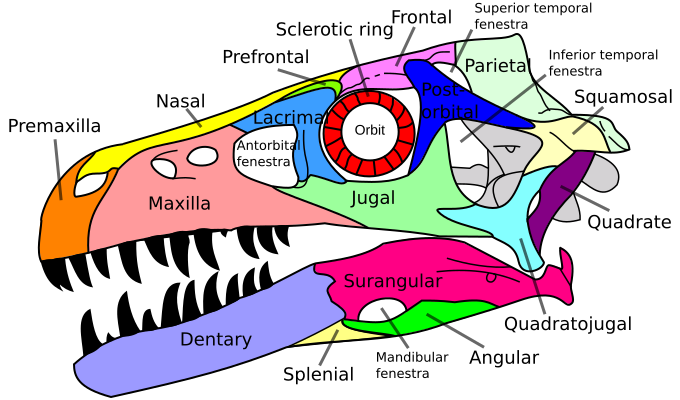 File:Dromaeosaurus skull en.svg