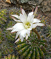 Echinopsis rojasii