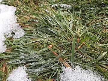 snow on grass melting