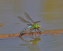 Anax imperator