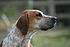English Foxhound portrait.jpg
