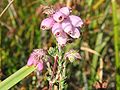 Erica tetralix on the german island Hiddensee, Photo by Kristian Peters