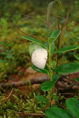 Exobasidium vaccinii с нижней стороны листа