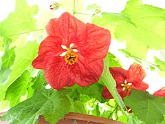 A houseplant from the genus Abutilon