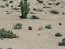 一隻阿根廷狐於阿塔卡馬沙漠中