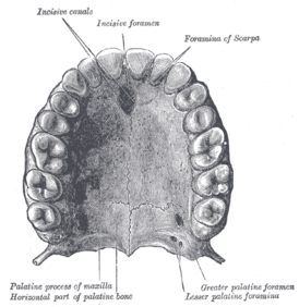 Постоянные зубы верхней челюсти, вид снизу. Внизу видна нёбная кость.