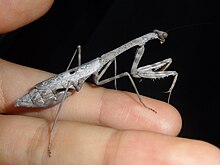 Gray adult female Carolina mantis in human hand Gray adult female Carolina Mantis.JPG