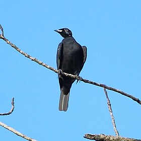 Anambé-pombo em Apiacás, Estado de Mato Grosso, Brasil