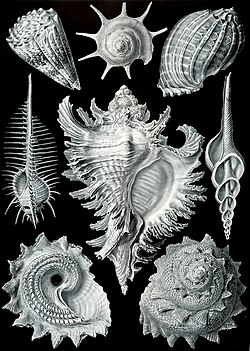 Prosobrancia, by Ernst Haeckel