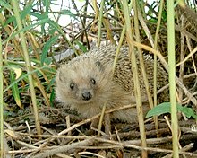 Okcidenta erinaco Erinaceus europaeus