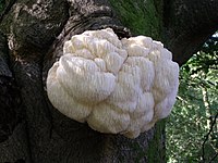 H. erinaceus on a tree