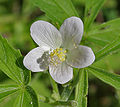 Hibiscus lobatus