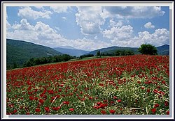 Poppy fields near Mount Ilgaz