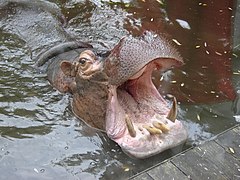Photographie d'un hippopotame au zoo de La Flèche.