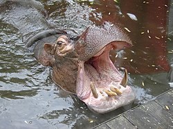 Gueule d'hippopotame, Zoo de La Flèche.