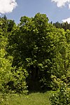 Sommerlinde (Tilia platyphyllos)