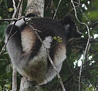 Indri (Indri indri)