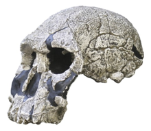 KNM ER 1470 (H. rudolfensis) .png