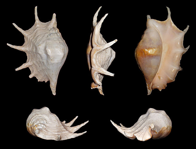 Раковина моллюска Lambis truncata
