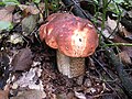 Leccinum quercinum.jpg