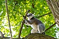 Prstenorepi lemur