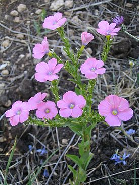 Linum pubescens