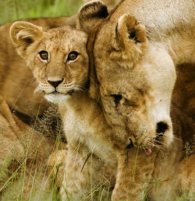 Lionceau et sa mère.