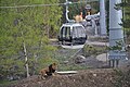 Téléphérique passant au-dessus de l'enclos des lions.