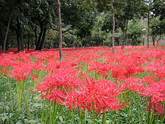 Lycoris radiata is an important cultural icon in Japan