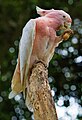 Major Mitchell's cockatoo eating peanuts