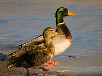 Two Mallard ducks (Anas platyrhynchos). Male a...