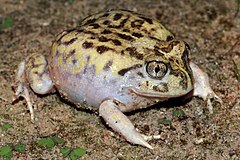 Description de l'image Mallee Spadefoot Toad (Neobatrachus pictus) (8743390489).jpg.