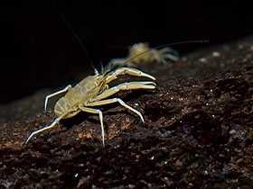 Den blinda albinokrabban Munidopsis polymorpha.