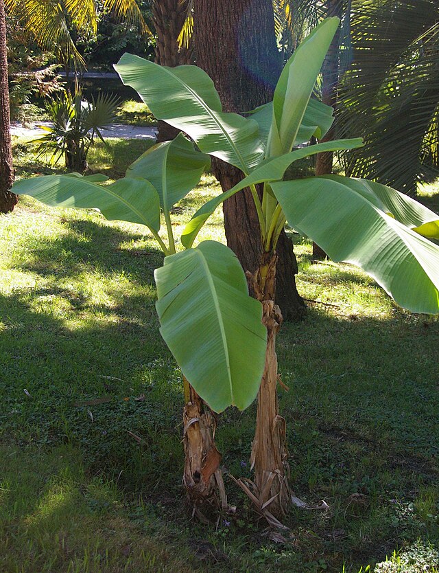 A short fibre banana plant with large green leaves.