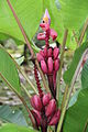 Musa rosea