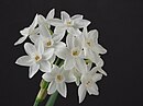 NarcissusPaperwhite01.jpg