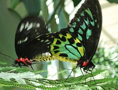一对在交尾的绿鸟翼凤蝶 左雌右雄