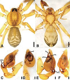 Description de l'image Otacilia shenshanica (10.3897-zookeys.947.51175) Figure 15.jpg.