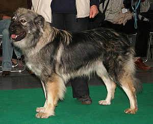 Karst-Schäferhund