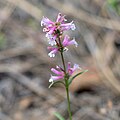 Flowers of Penstemon peckii