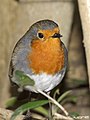 Erithacus (rubecula) superbus