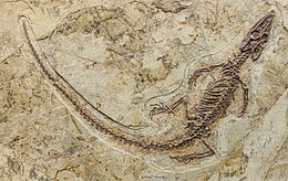 Скелет Philydrosaurus proseilus. Виставка Національного музею природничих наук, Тайвань.