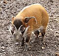 red river hog