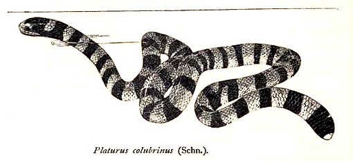 Laticauda colubrina<br/>Laticauda