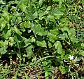 Plumbago zeylanica, Ananthagiri Hills, en Rangareddy, Andhra Pradesh, India