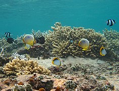 PGN sous-marin du lagon de la Réunion