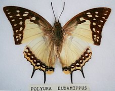 大二尾蛺蝶 P. eudamippus