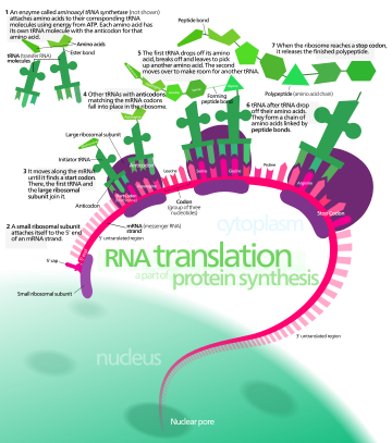 Overview of eukaryotic messenger RNA (mRNA) translation Protein synthesis.svg