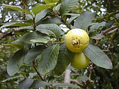 Gujavo (Psidium guajava)