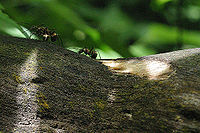 Ants in Sumatran Rainforest